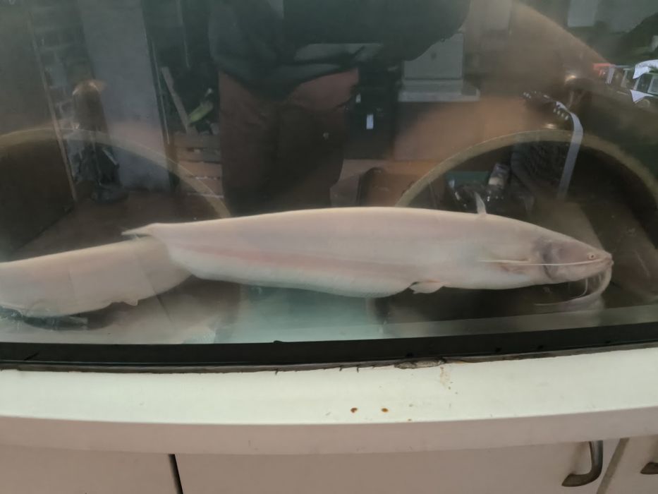 Sum albinos 20 - 40cm
