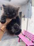Gatinho bébé persa