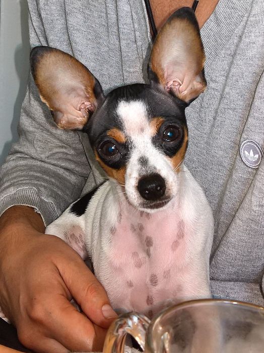 Вязка американський той-фокстерьер,НЕ РОЗВ'ЯЗАНИЙ