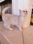 Gatinhа Scottis Straigt