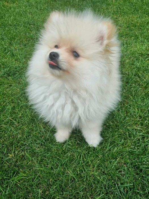 POMERANIAN szczeniak
