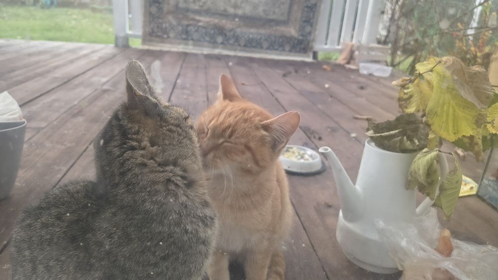 Oddam 2 małe kotki 3 miesieczne