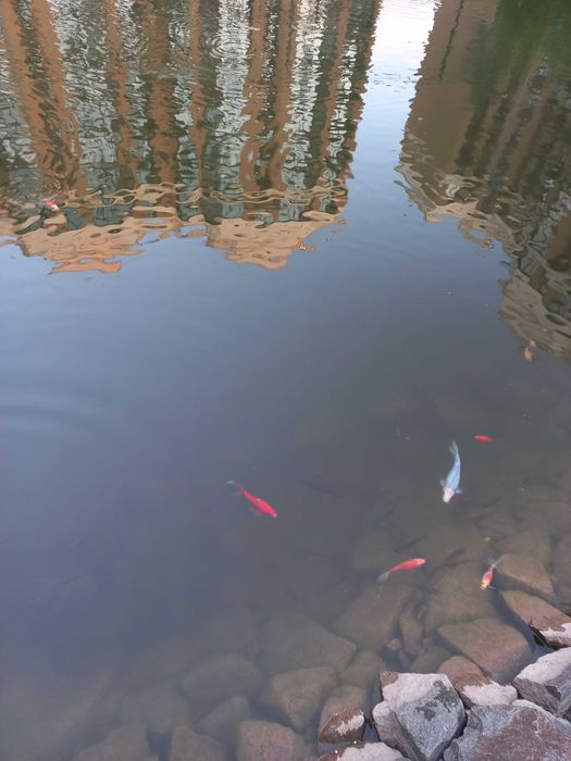 Терміново з документами 1 кім.кв. ЖК Софія Нова,Чабани, Теремки 53000₴