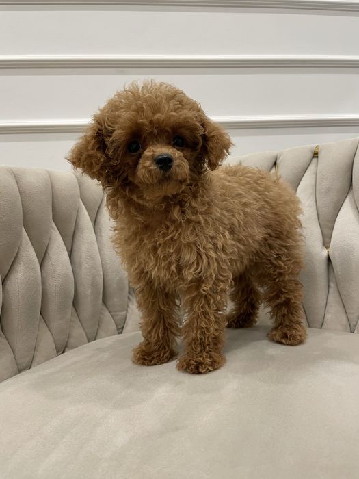 Pudel Toy dostępna sunia red malutka 85dkg.