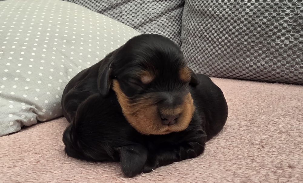 Cocker Spaniel Angielski ZKwP FCI