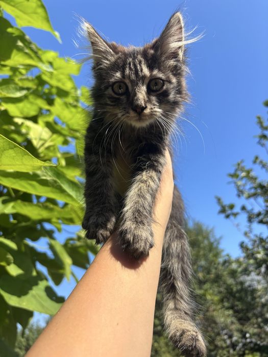 Котики бесплатно в хорошие руки, ласковые