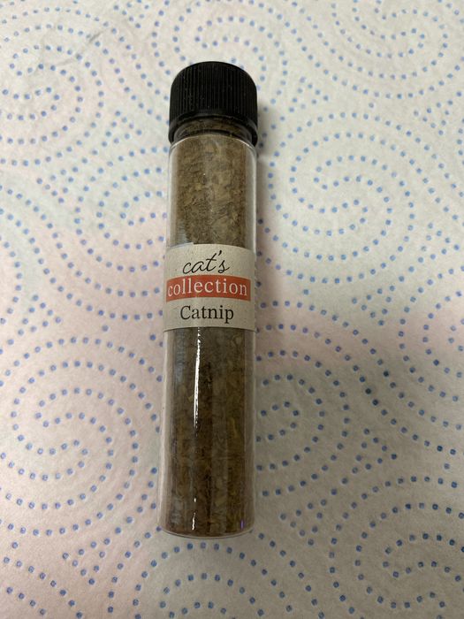 Ervinha de gato catnip