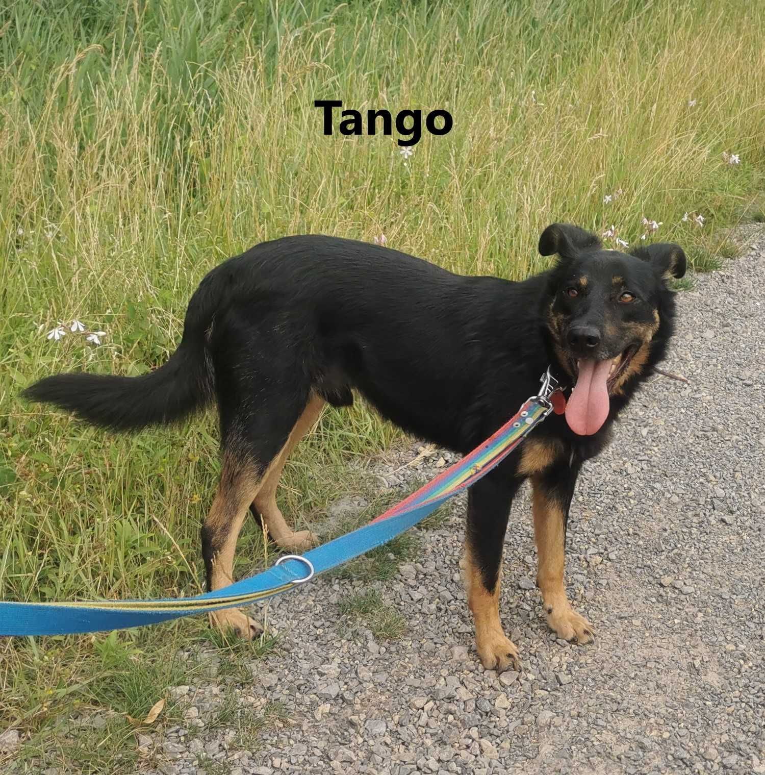 Tango - młody, wystraszony, niewidzialny - schronisko