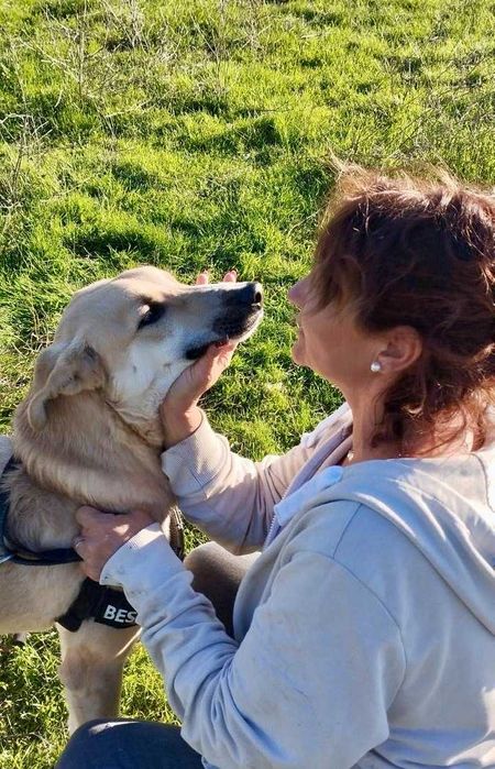 Bendżi piękny biszkoptowy pies do adopcji. Uratowany w Bułgarii