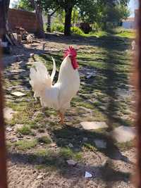 Galos leghorn branco