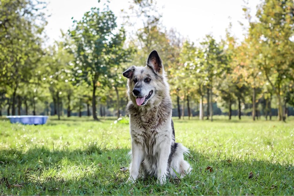 Ramona-piękna satrsza suczka czeka na wymarzony dom-adopcja