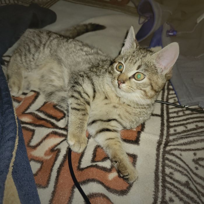 Віддам котика безкоштовно