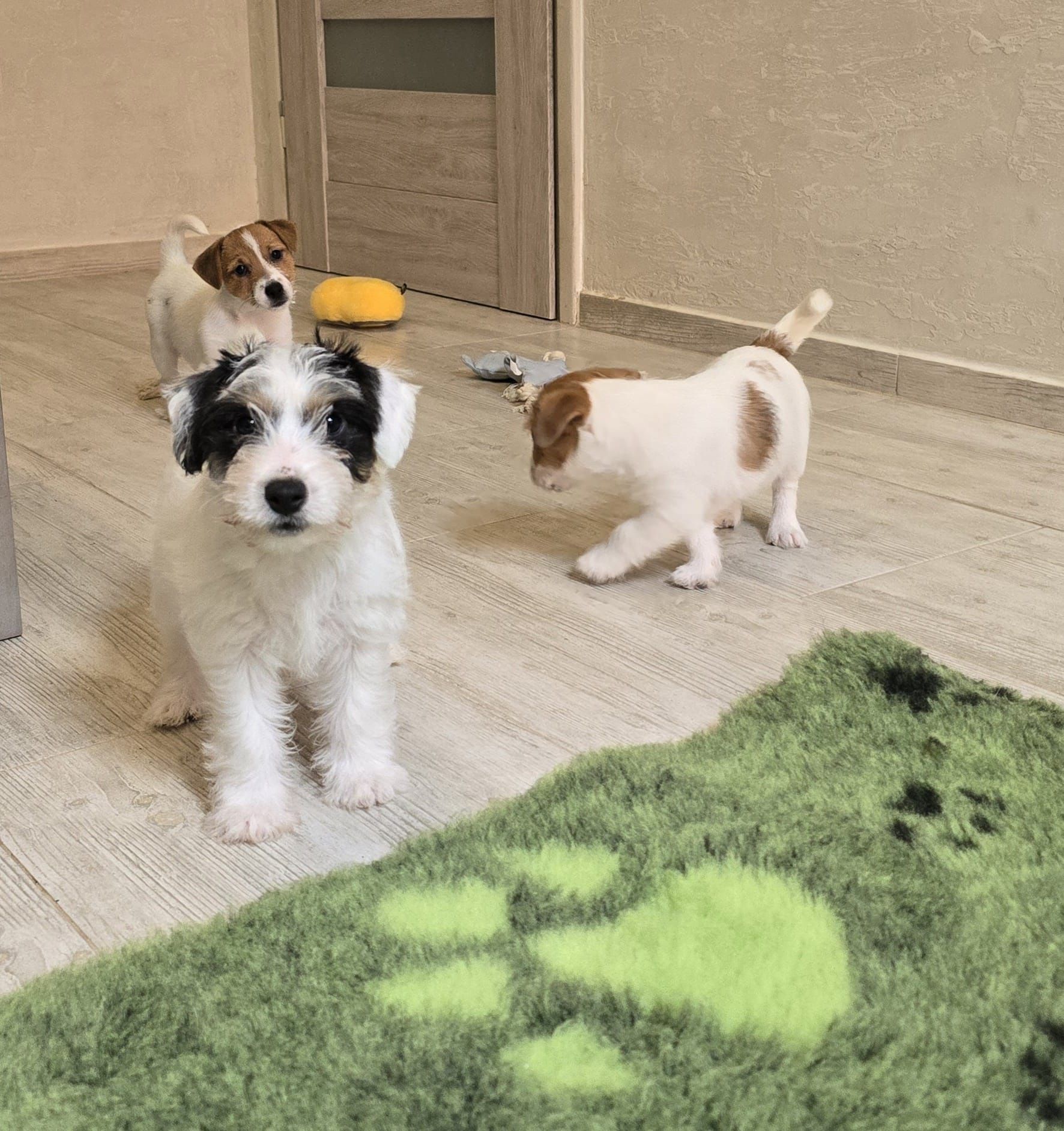 Jack Russell Terrier ZKwP FCI