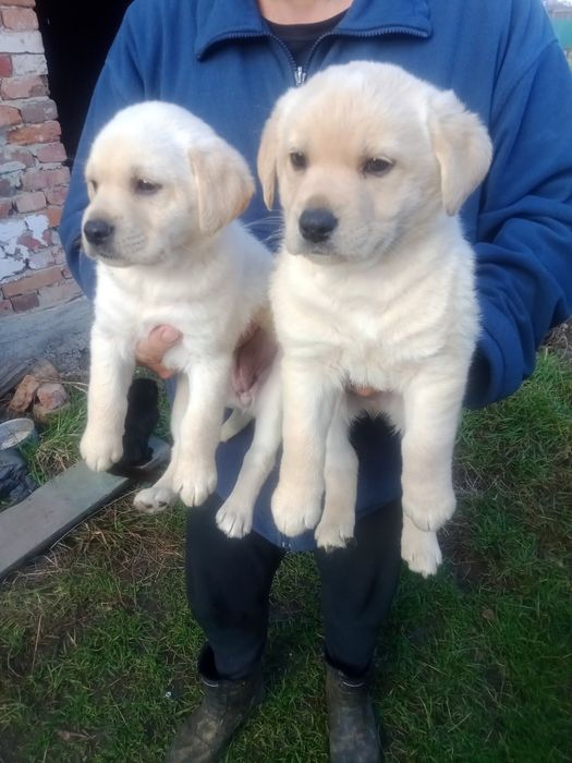 Продам лабрадорів