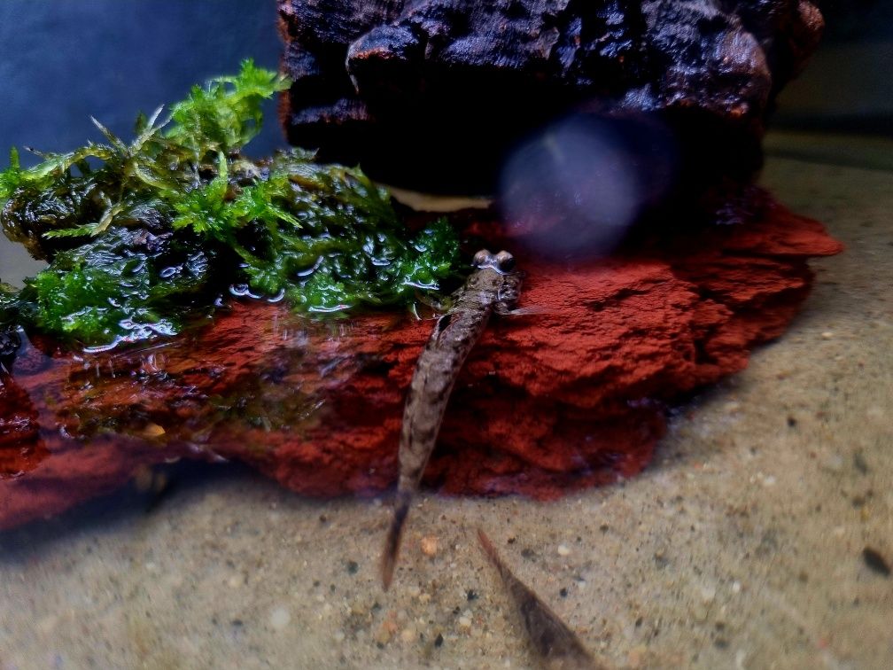 Poskoczek mułowy/ mułoskoczki (ryby) Periophthalmus chrysospilos