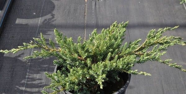 Можжевельники Blue Carpet,Golden Carpet