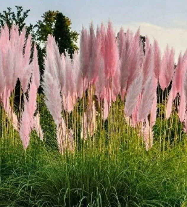 Trawa pampasowa biała różowa sadzonki 40 cm p10 cortaderia ozdobna