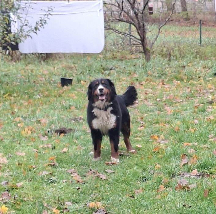 Bernieński pies pasterski suczka