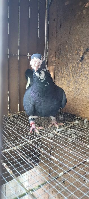 Gołębie staropolskie