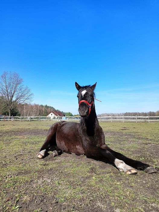 Do negocjacji Prada klacz skokowa po Sandor