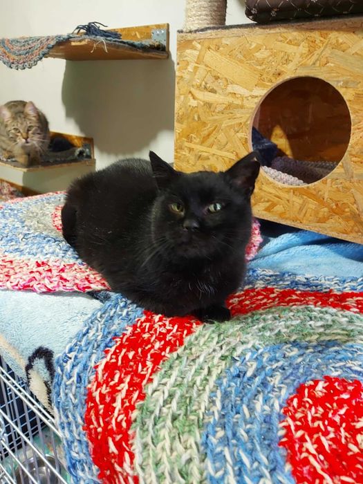 DEMON - Schronisko dla Zwierząt w Ostródzie