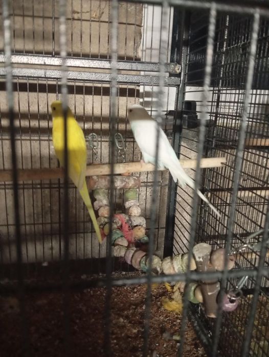 Papugi  papużki ptaszki