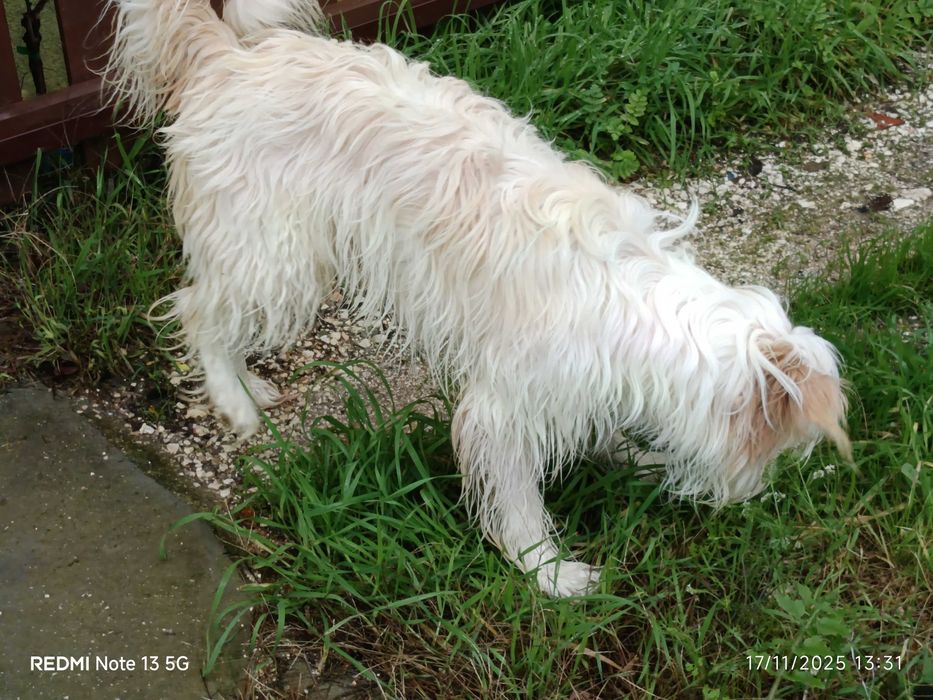 Cadelinha a fazer um ano procura nova família