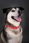 Uśmiechnięta Hope w typie husky mix