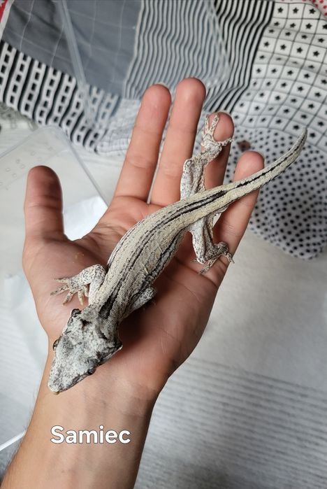 Para - Gekon Nie-orzęsiony, Uszaty