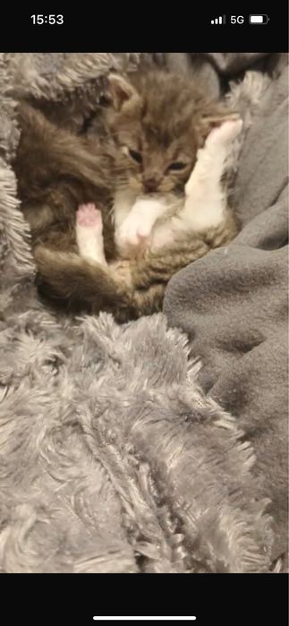 Malutkie kotki do adopcji