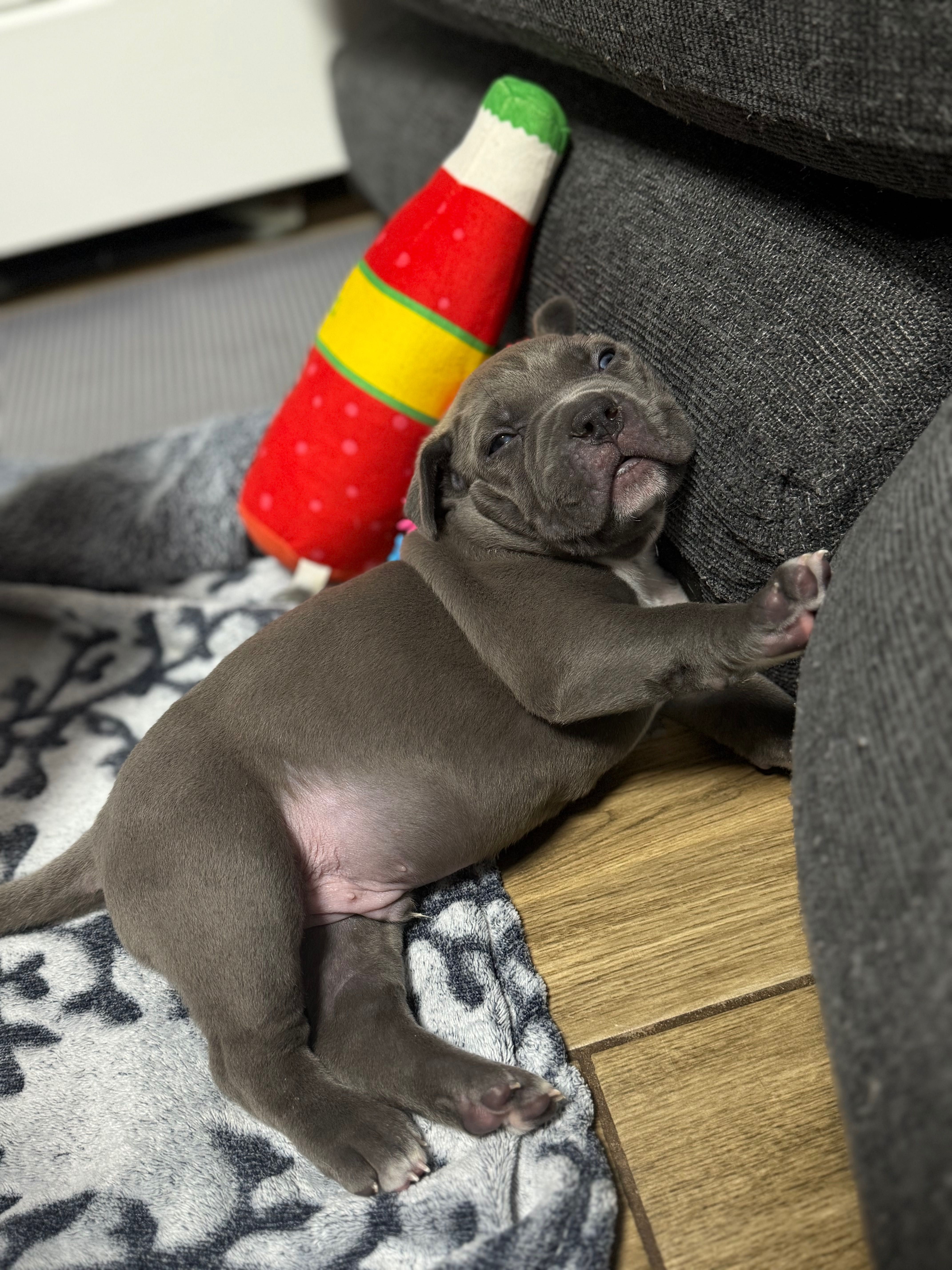 American Bully Xl chłopiec