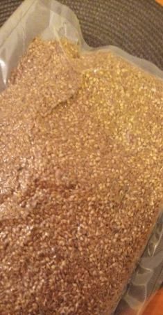 Nasiona modrzewia(larix decidua)