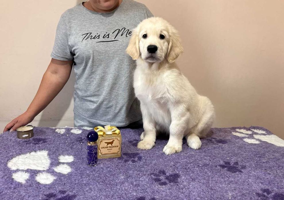 Цуценята ретривера у пошуках найкращих батьків