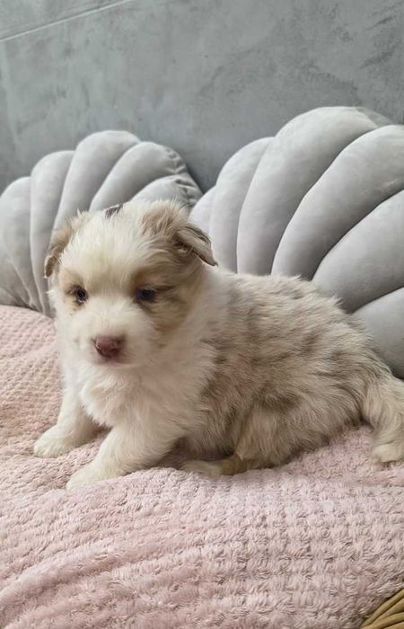 Owczarek Australijski - Sunia niebieskooka Red Merle – długi ogonek.