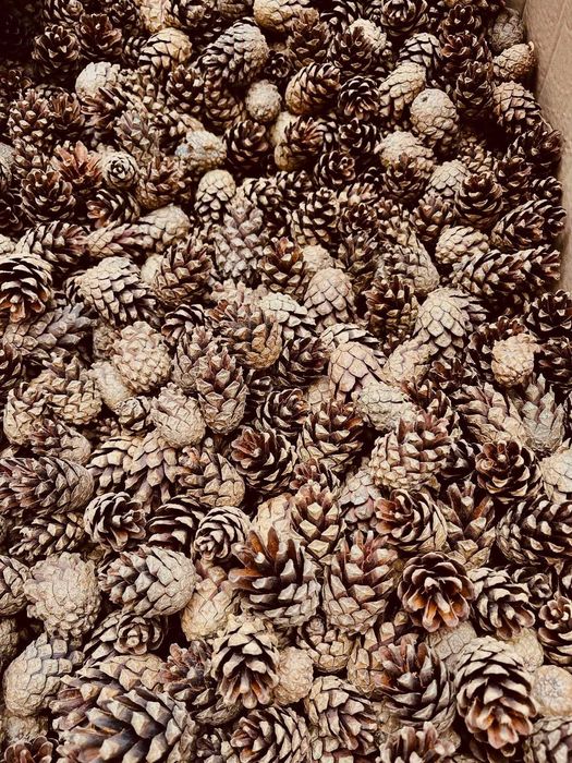 Szyszki sosnowe pozbawione nasion do ściółkowania / dekoracji 20 kg