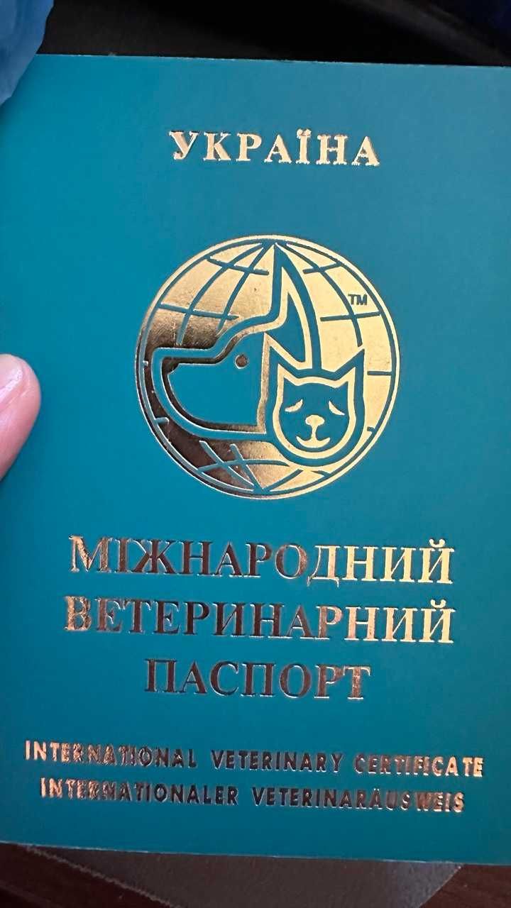 Продам цуценят породи ягдтер'єр (ягдтерьер)