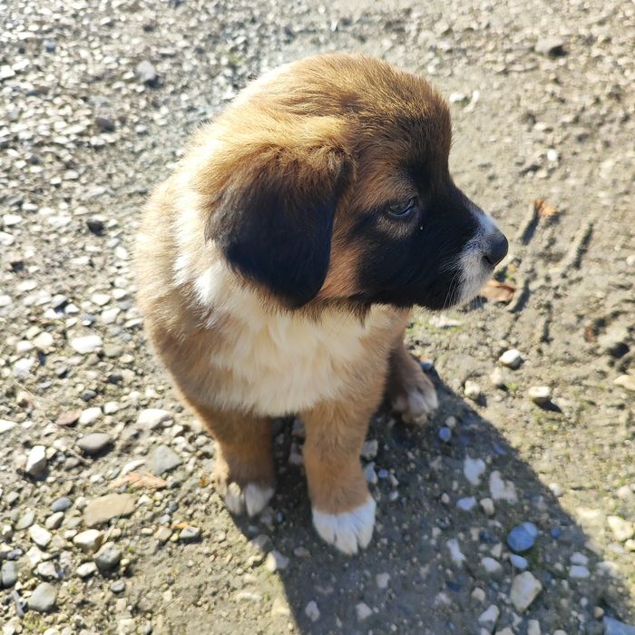 Oddam pieska w dobre ręce