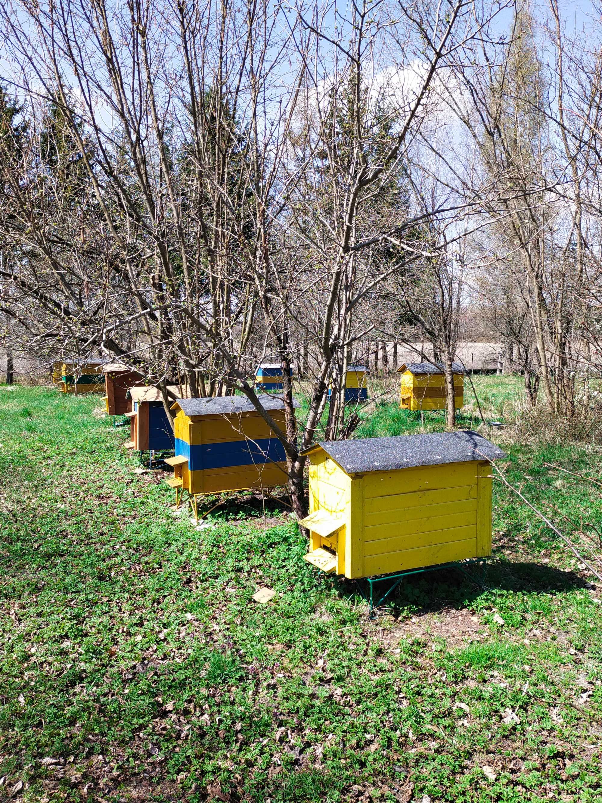 Pszczoły ule warszawskie poszerzane