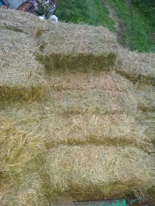 Сіно тюки городнє зелене домашнє 2025