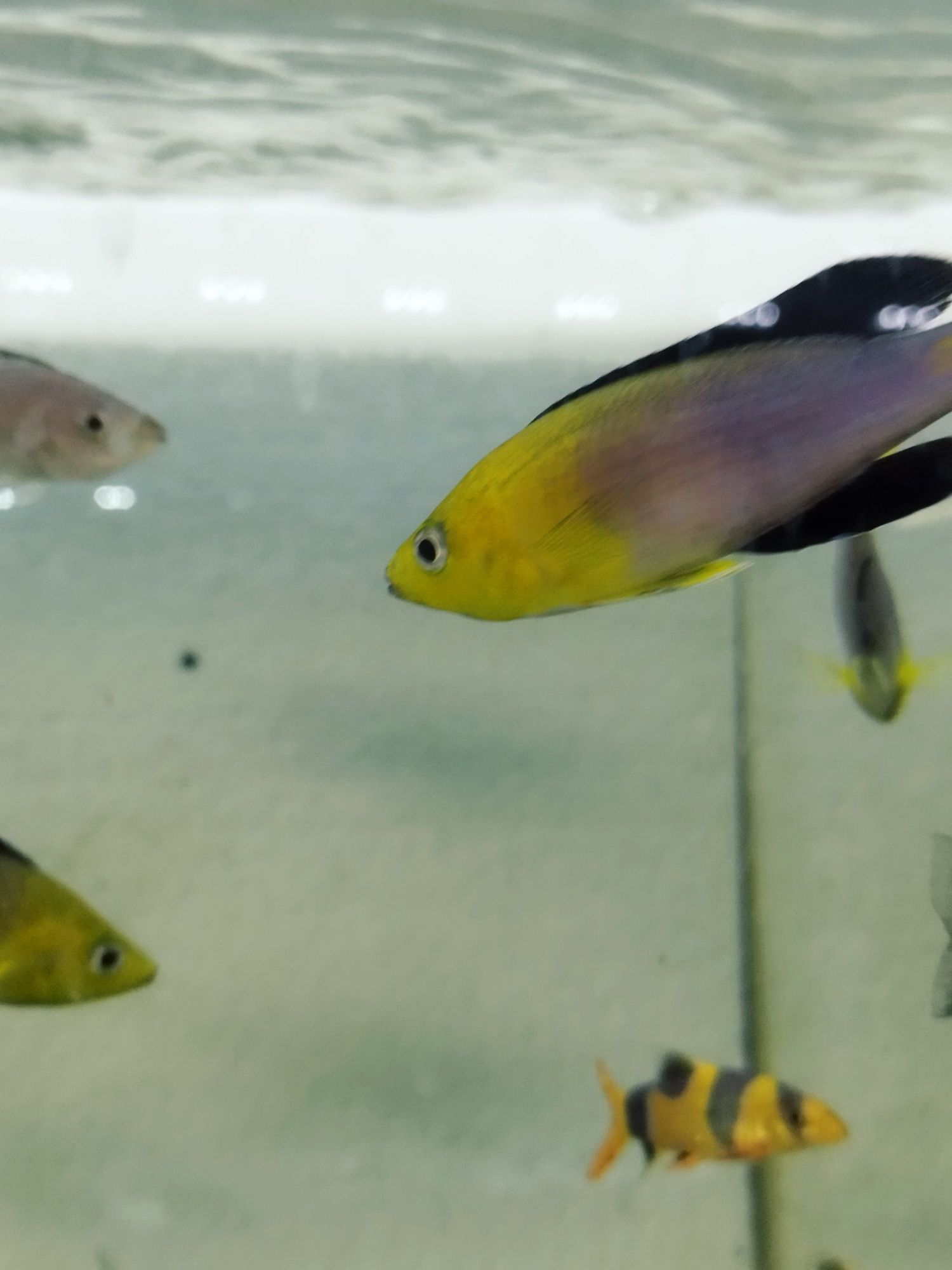 Cyprichromis leptosoma yellow head F1 tanganika