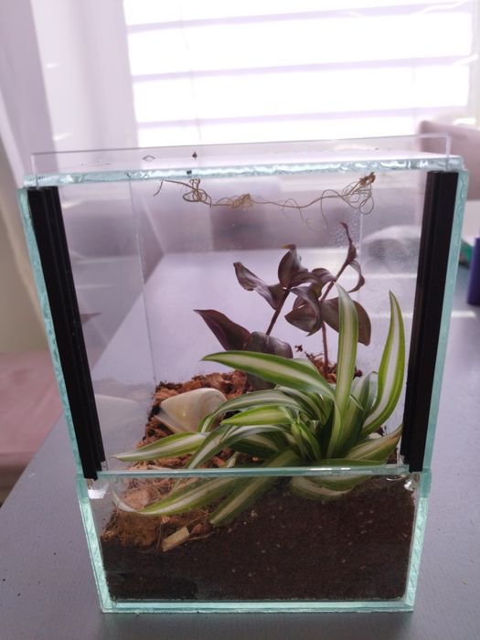 Terrarium tropikalne z wystrojem