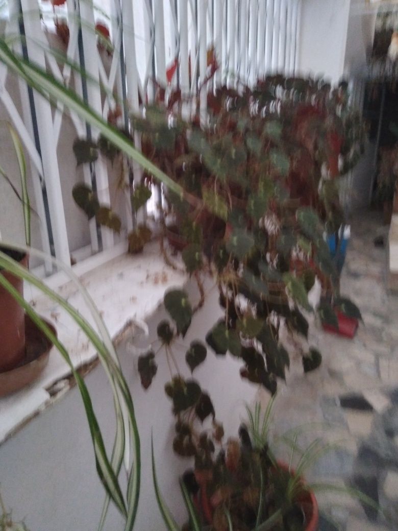 Plantas de interior e de jardim