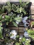 Suculentas - varias especies