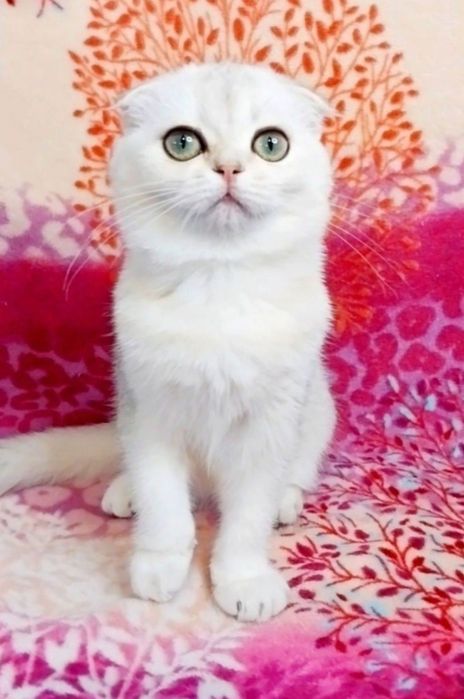 Шикарная малышка, ооочень умненькая и ручная кицюня