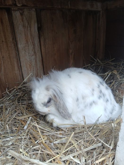 Witam Sprzedam miniaturki rasy Baranek francuski samica i samce