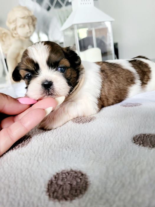 Sunia shih tzu legalna Hodowla zapraszam