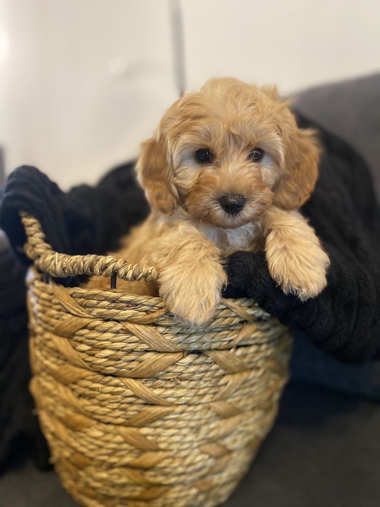 Maltipoo piesek cudowny