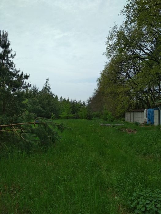 Продам 75 соток В ЛЕСУ под застройку. с Звонковое.