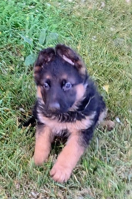 Owczarek Niemiecki -szczeniak piesek