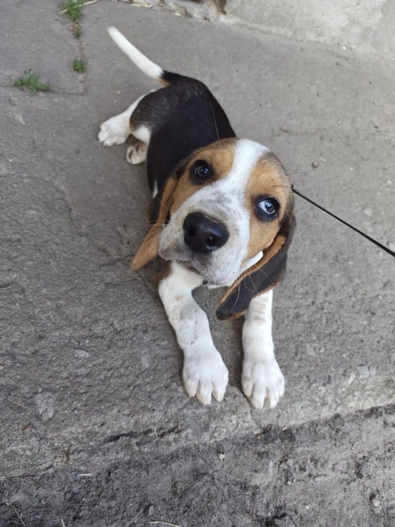 Beagle tricolor piesek do odbioru
